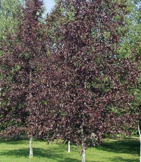 Betula 'Royal Frost'